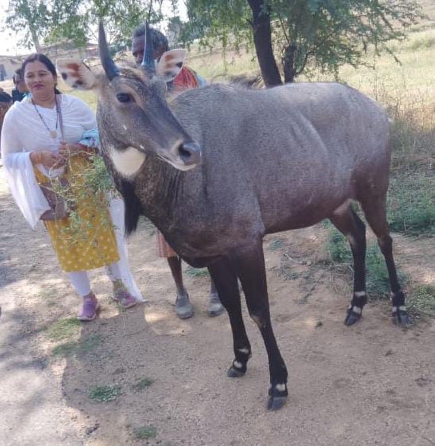 तमोर पिंगला अभ्यारण से निकल आबादी वाले इलाकों में पहुंची नीलगाय, वन विभाग बेखबर